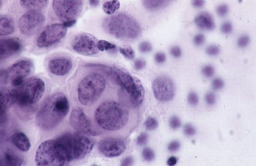 Anatomy and histology of the breast - Eurocytology