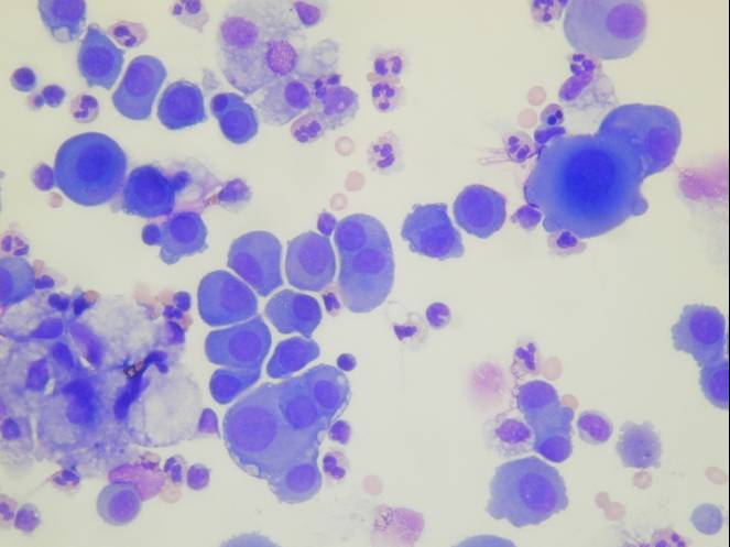 Eurocytology