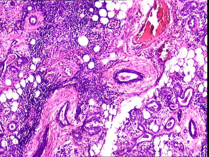 Eurocytology